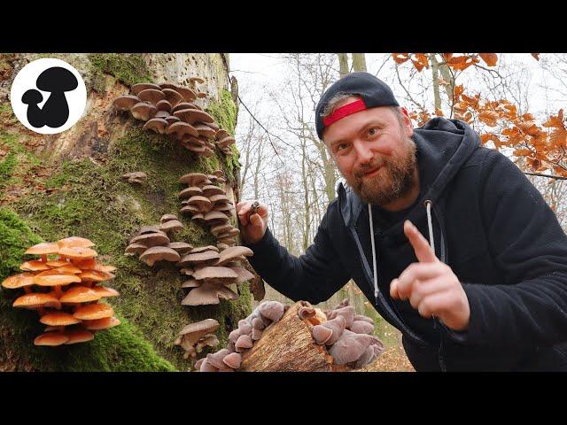 Mushroom picking between the years | It's worth it now!