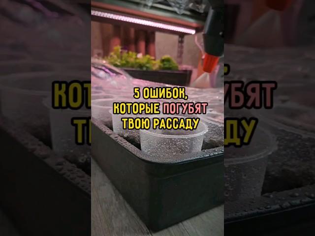 5 ошибок, которые погубят твою рассаду