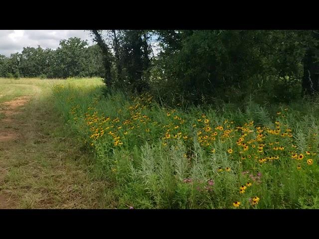 The Reserve - Wildflower and Habitat Tour,  June 2019