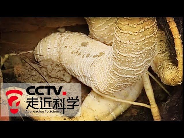 《走近科学》 20100808 墓地里的"人参" | CCTV走近科学官方频道