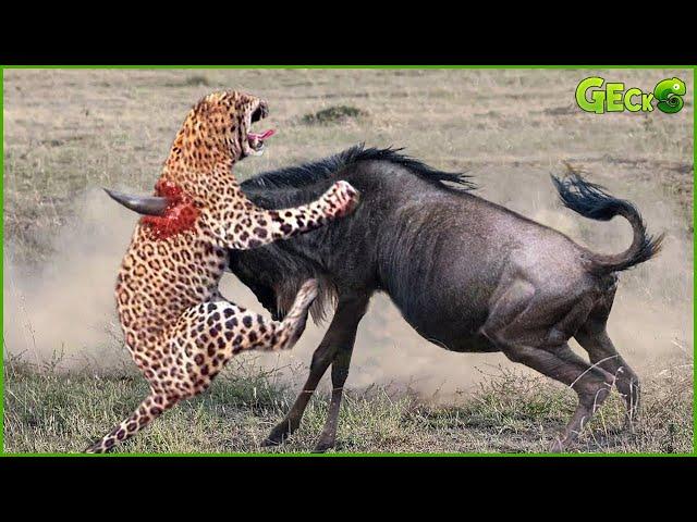 35 Moments When Predators Choose the Wrong Opponent | Animal Fight