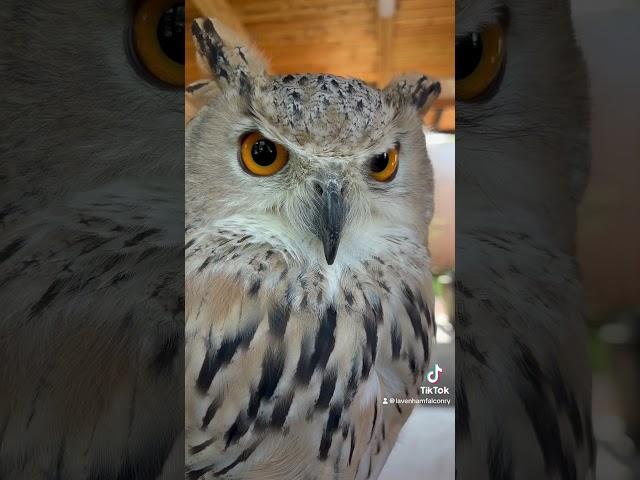 Amber the Siberian eagle owl, a two yr break and now back to work. #owlresearch #powerfulowl