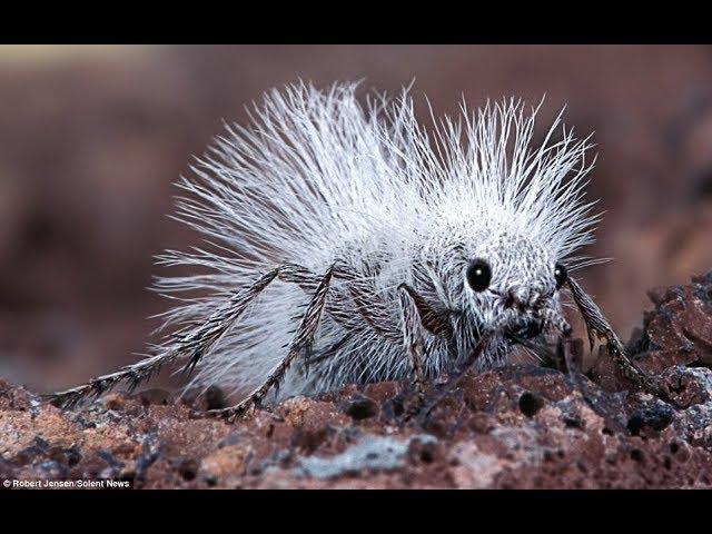 Spektakuläre Ameisen - Kluge Kolonie Insekten | Bedeutung für Medizin, Natur, Küche | Doku 2018 HD