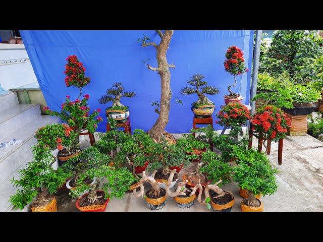 Ornamental plants and flowers of all kinds for sale on June 1 Tu Truyen garden house