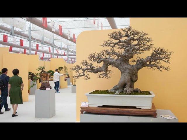 China National Penjing Collectors’ Exhibition part 9|| vtv bonsai thieu hau