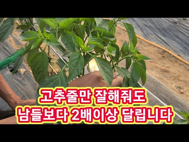 고추줄,끈으로 남들보다 2배이상 달리게 하는법~고추재배방법,지주대,지지대 행거,고추농사 잘짓는방법,고추농사,농부,주말농장 텃밭,고추짚게