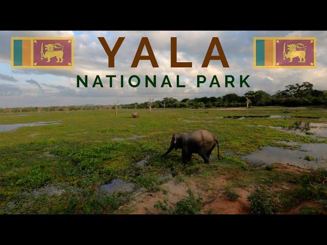 Close LEOPARD Encounter in Yala National Park - SRI LANKA SAFARI