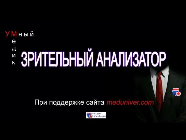 Зрительный анализатор - анатомия, физиология - meduniver.com