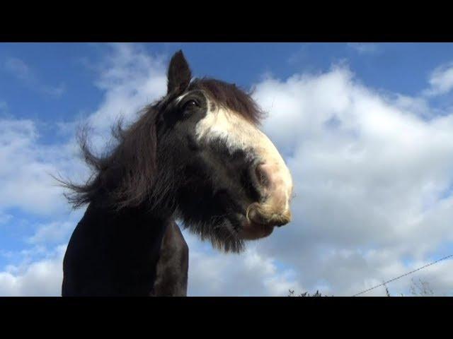 Irish Cobs (probably the best horses in the whole wide world ever!)