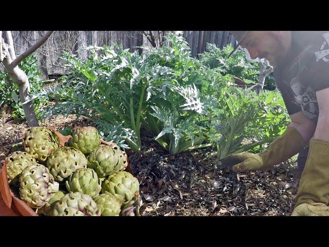 How & Why To Grow An Abundance Of Artichokes