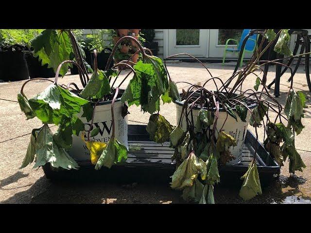 THE WORST LOOKING CLEARANCE PLANTS I'VE EVER PURCHASED | WATCH ME REHAB THESE BABIES | UPDATES