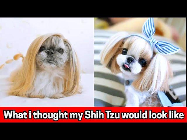 What i thought my Shih Tzu would look like