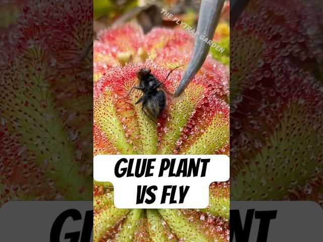 2 Day Flytrap Battle