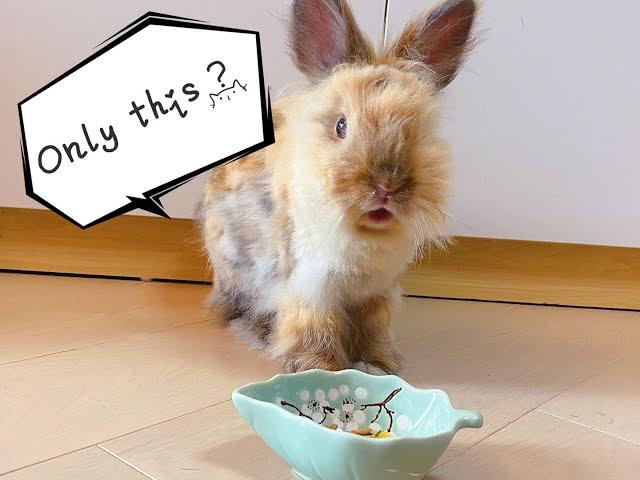 獅子兔看到早餐後，瞬間驚呆 / Lionhead rabbit can’t believe it’s true...