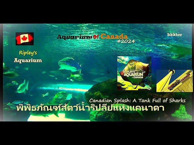 【EP 128】พิพิธภัณฑ์สัตว์น้ำริปลีย์ #แคนาดา #RipleyAquarium #Canada Vs #AquariaPhuket #Bangkok #bkktor