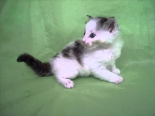 Floki Montegancedo (5 semanas) Gatos Bosque de Noruega