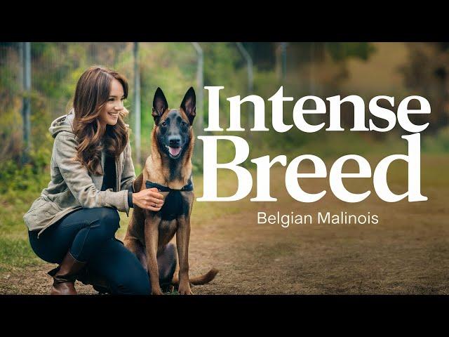 BUYING a BELGIAN MALINOIS? BIGGEST MISTAKES to AVOID! | German Shepherd | Dog Training