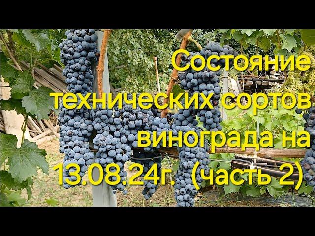 Обзор технических сортов винограда на 13.08.24г.