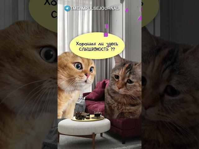 Тук-тук #мыкотики #вмем #разговор #анекдот #шутки #кот #юмор #смешное #прикольно #мемы #cat