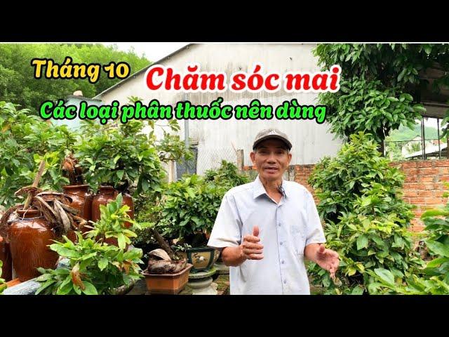 Tháng 10AL- cách bón phân cho mai nụ lớn nụ nhỏ và nụ đúng Tết-@anhbayxunau