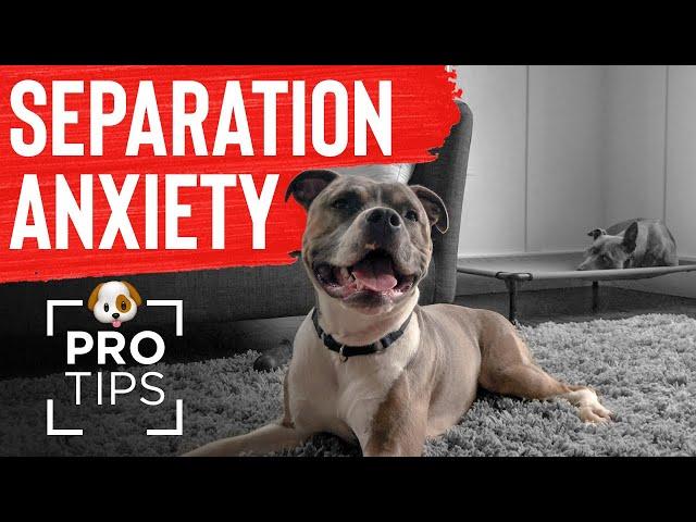 How To Fix Separation Anxiety In Your Dog: Professional Tips & Tools