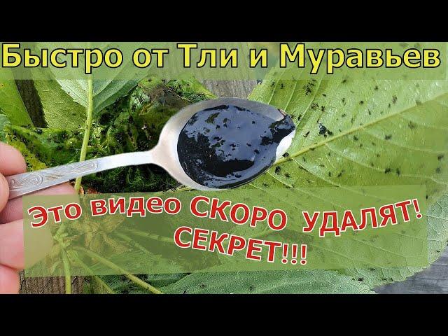 Как избавиться от Тли и Муравьев БЫСТРО! Взял ДОМА ЭТО...