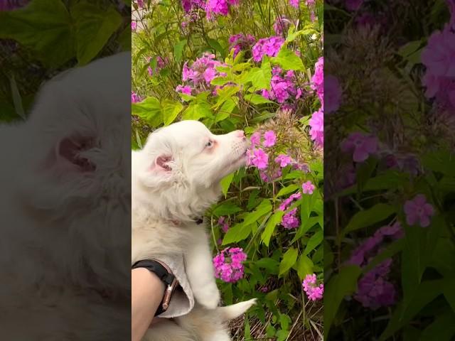 Why smell the flowers when you can bite them #puppy #flowers #nature #summer #waltz #margot