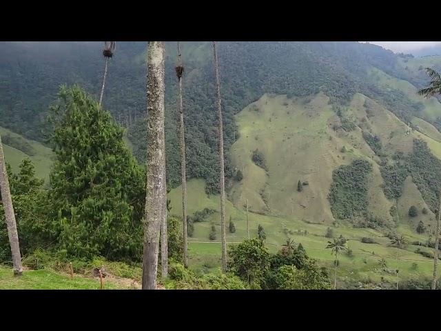 Valle de Cocora/Cocora Valley, Quindío, Colombia