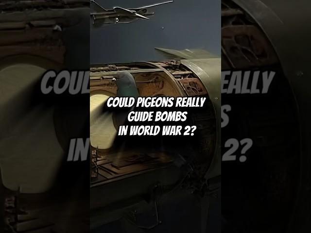 COULD PIGEONS REALLY GUIDE BOMBS IN WORLD WAR 2? #shorts #history