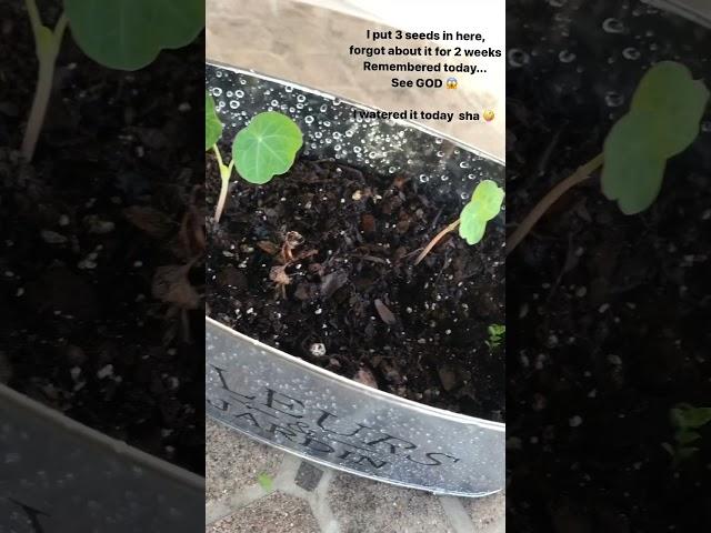 Nasturtium from seed after 2 weeks without water