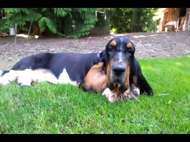 Lenny visits Bellingham Bassets European Basset hound