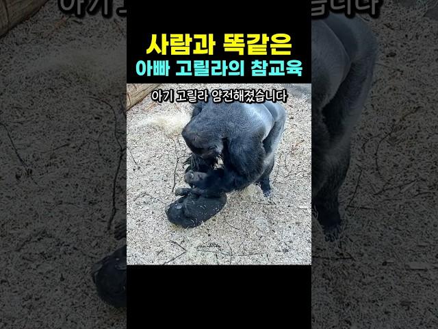 True education from a father gorilla who is just like a human being