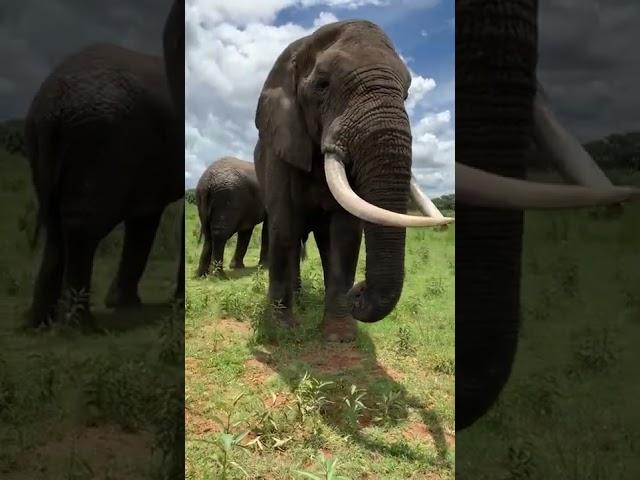 Hilarious Elephant Pulls Prank on #WorldElephantDay!