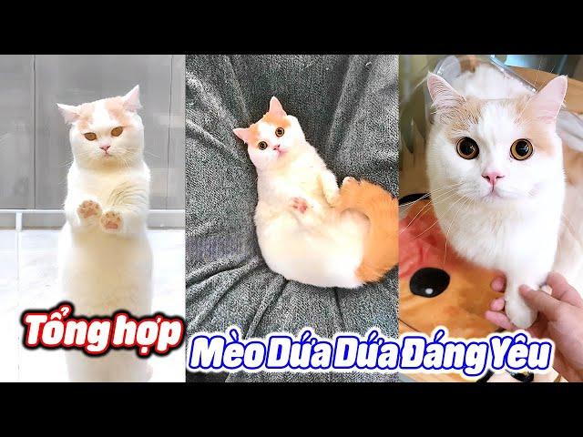 Tổng Hợp Chú Mèo Dứa Dứa Đáng Yêu #thúcưng #vậtnuôi #chómèohàihước #funny