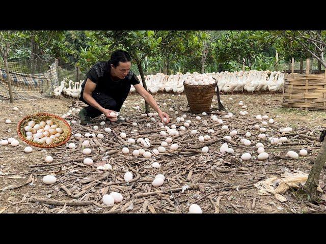 Harvesting eggs to sell at the market - Vàng Hoa