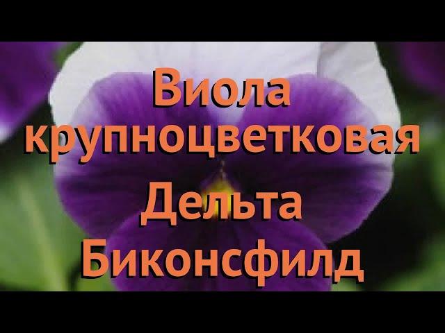 Виола крупноцветковая Биконсфилд  виола Биконсфилд обзор: как сажать семена виолы Биконсфилд