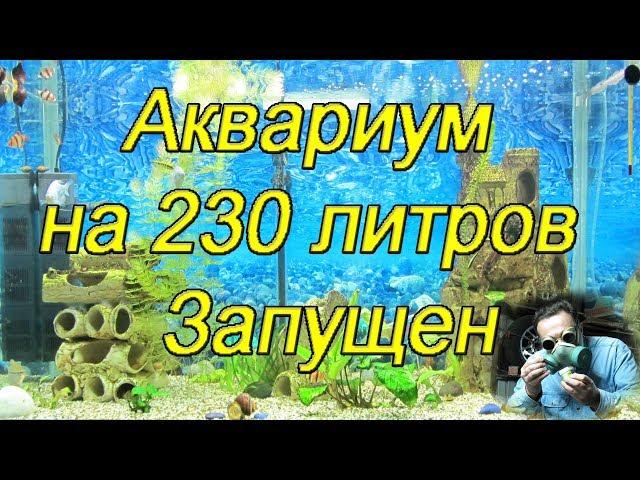 A homemade 230-liter aquarium started