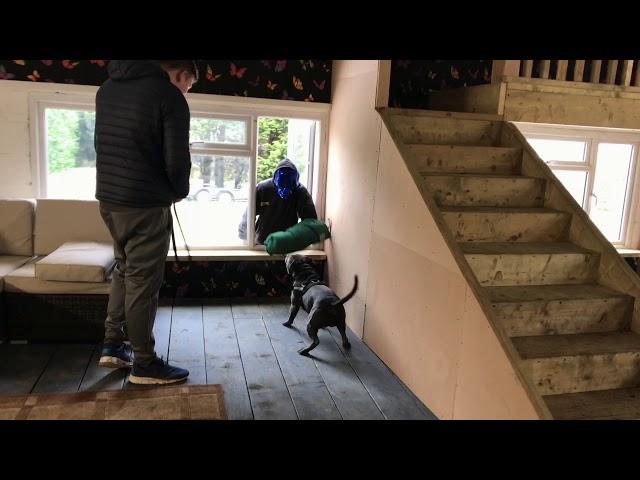 Staffordshire Bull Terrier Personal Protection “ Home Invasion”