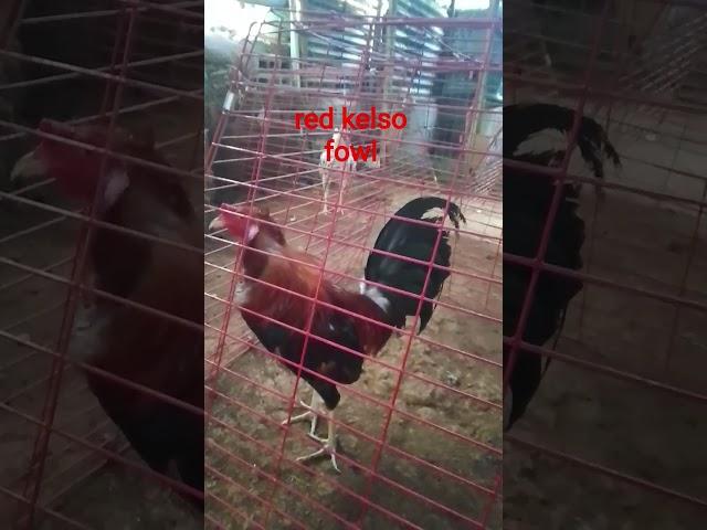 red kelso fowl #manok #chickenbreeds #chicken #fowls #rooster #backyardfowls #ayam