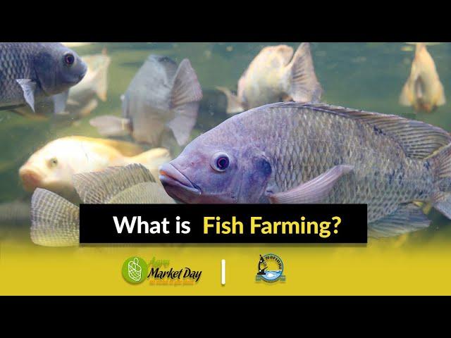 What is Fish Farming? || Fish Farming