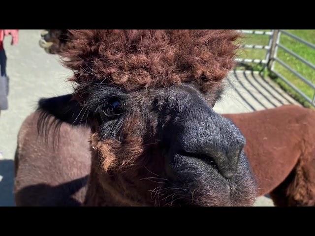 ALPACA Bag and See You at Bluebird Farm