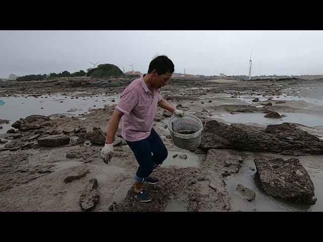 阿雄淋雨抓螃蟹，抓一堆回去给家人当晚餐，天气不好真难啊