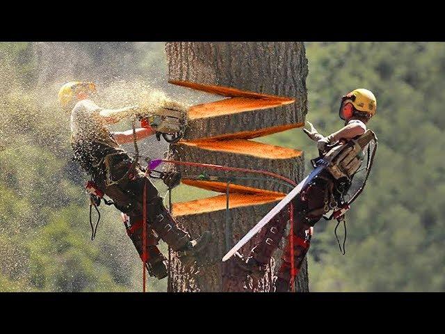 15 LARGEST Trees Ever Cut Down