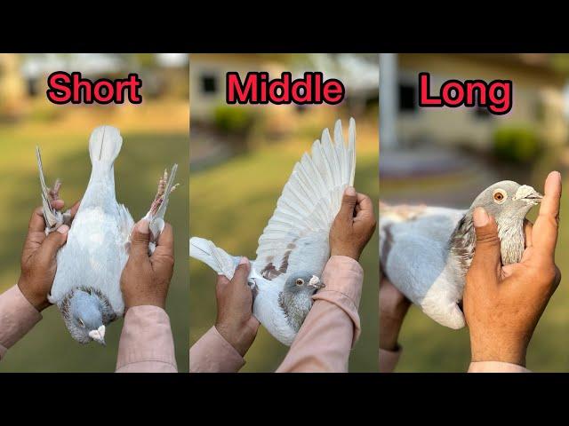 Racer Kabootar ki Pehchan kessy krain | Racing Pigeons 2024