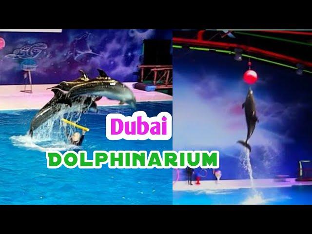 Dubai Dolphinarium 2024 || Dolphin show in  creek park Dubai || Dolphin and Seal Show Uae 2024