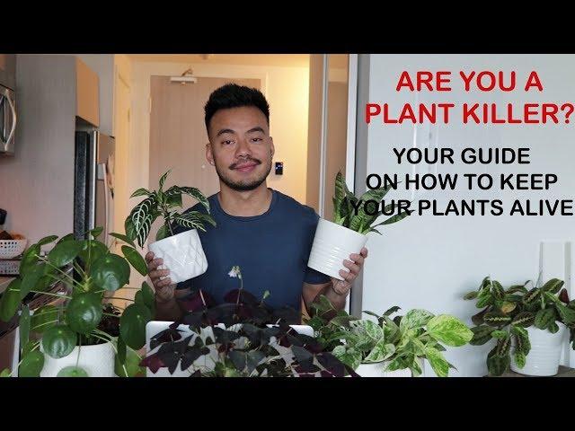 HOW TO KEEP YOUR HOUSE PLANTS ALIVE | GUIDE FOR BEGINNERS