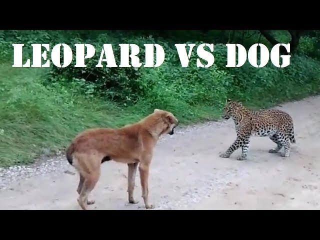 Leopard vs Dog ¦ Leopard Vs Dog Real Fight