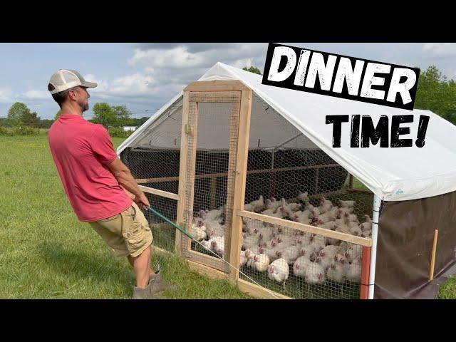 Feeding Over 400 Cornish Cross Chickens!