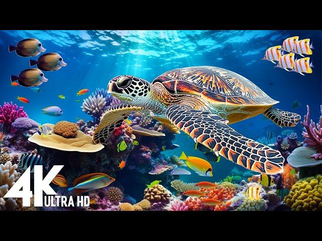 [NEW] 11HR Stunning 4K Underwater Footage-Rare & Colorful Sea Life Video, Sleep Meditation Music #2