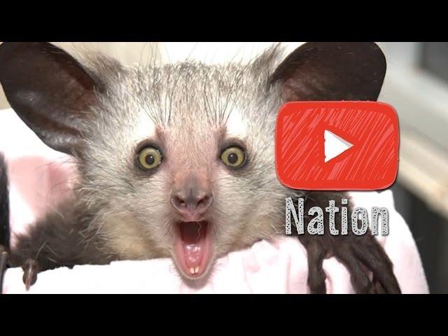 The 7 Craziest Animals on Earth | YouTube Nation | Saturday